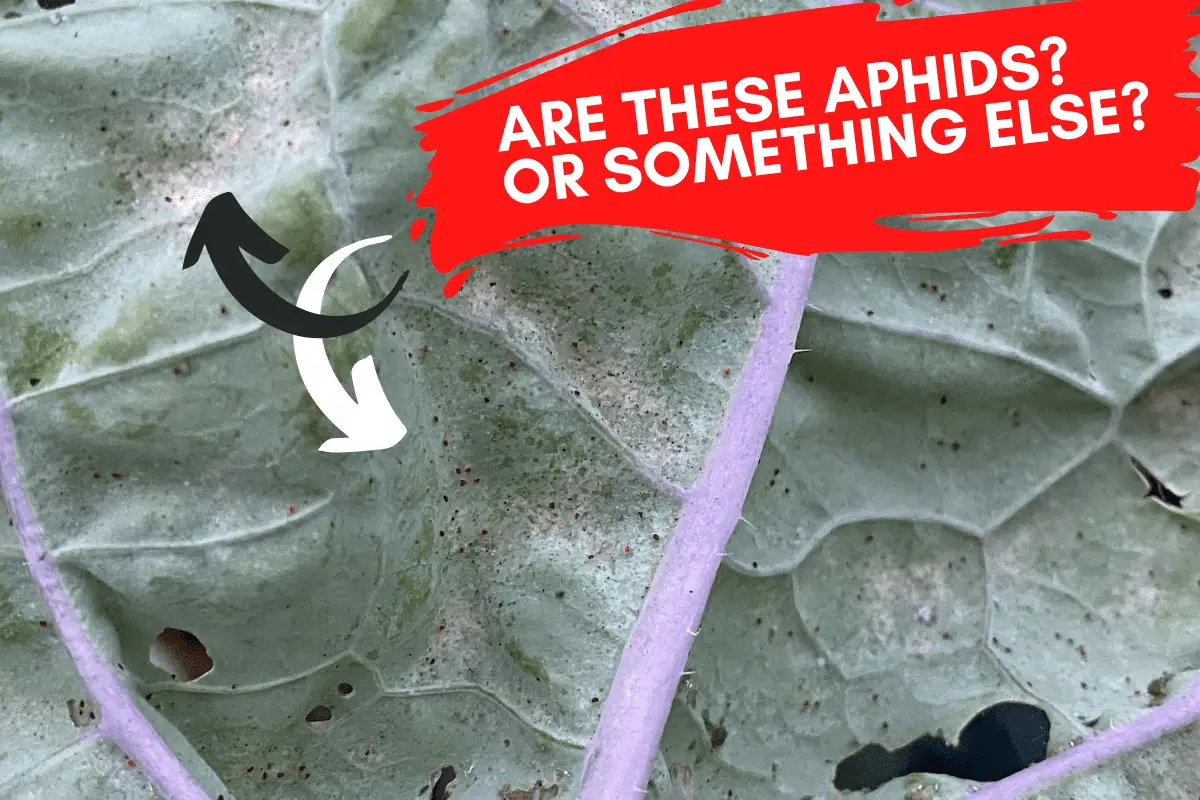 Spider Mites on Kale (often mistaken for red aphids)