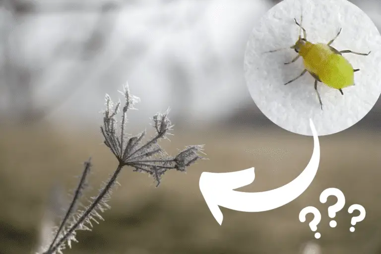 Can Aphids Survive Cold Weather?