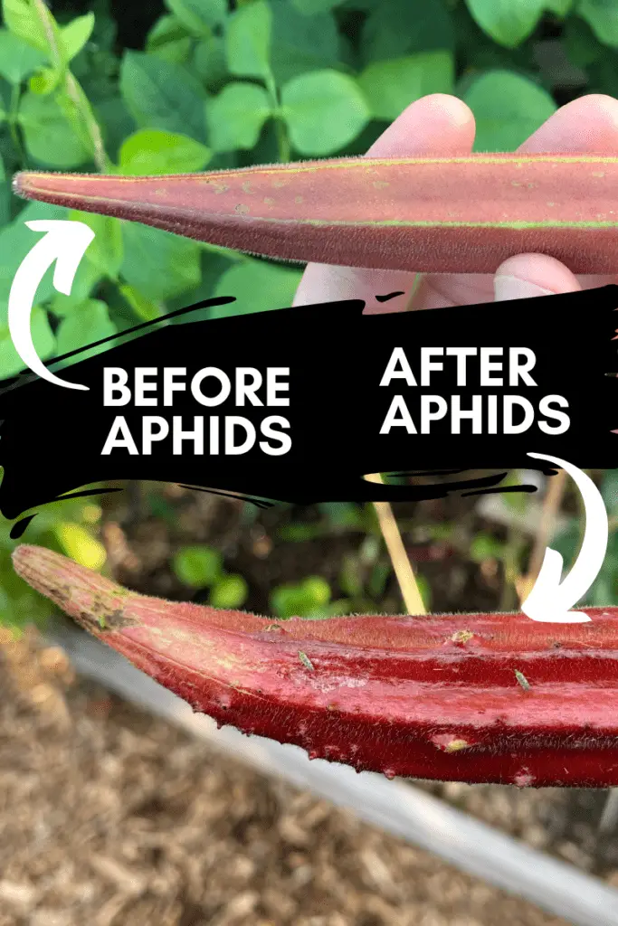 Okra, Before and After Aphids