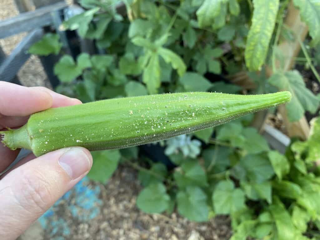 Black Specks and White Flecks on Okra