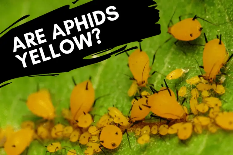 Are Aphids Yellow? How to Identify and Repel Yellow Aphids
