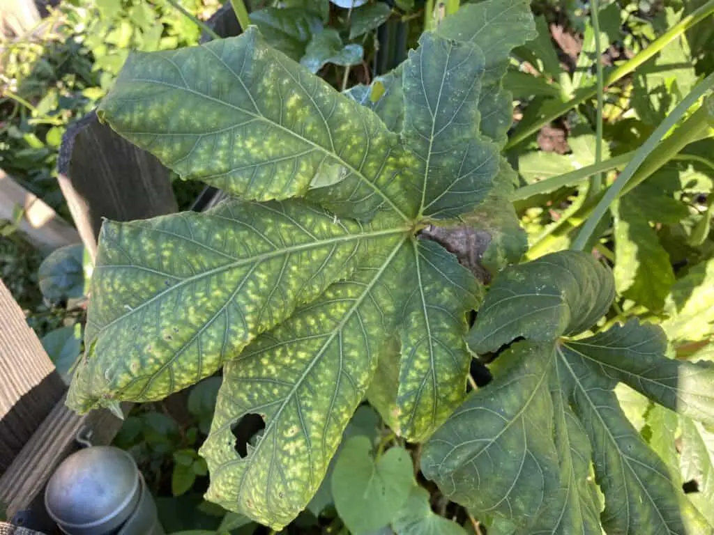 Leaves of Aphid-Infested Okra Plant