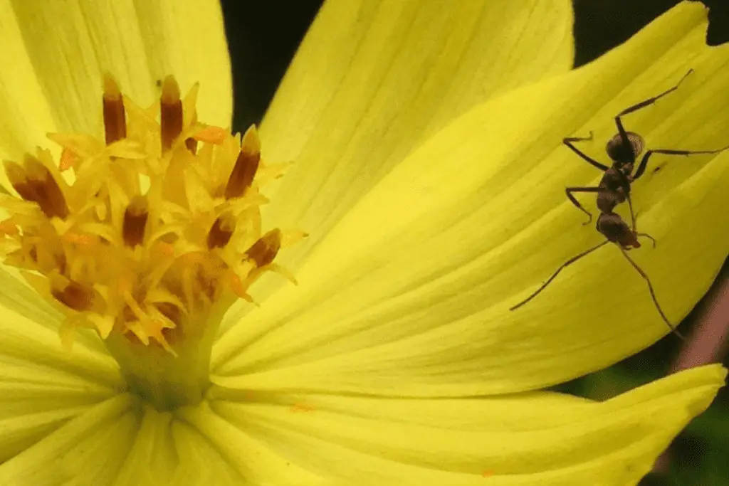Ant Crawling Around a Flower