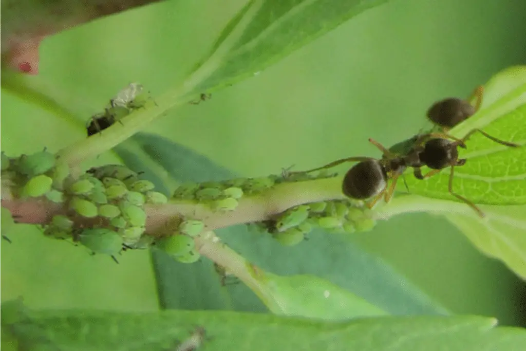 Ant Tending to Aphids