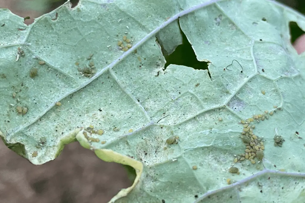 Adult and Nymph Aphids, Clustering Together