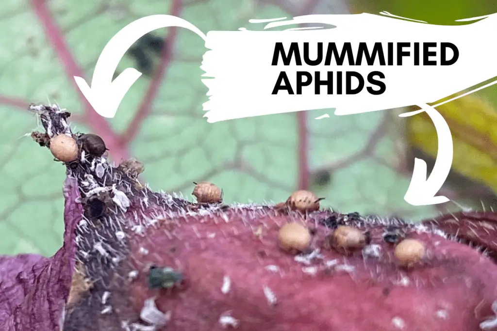 Mummified Aphids