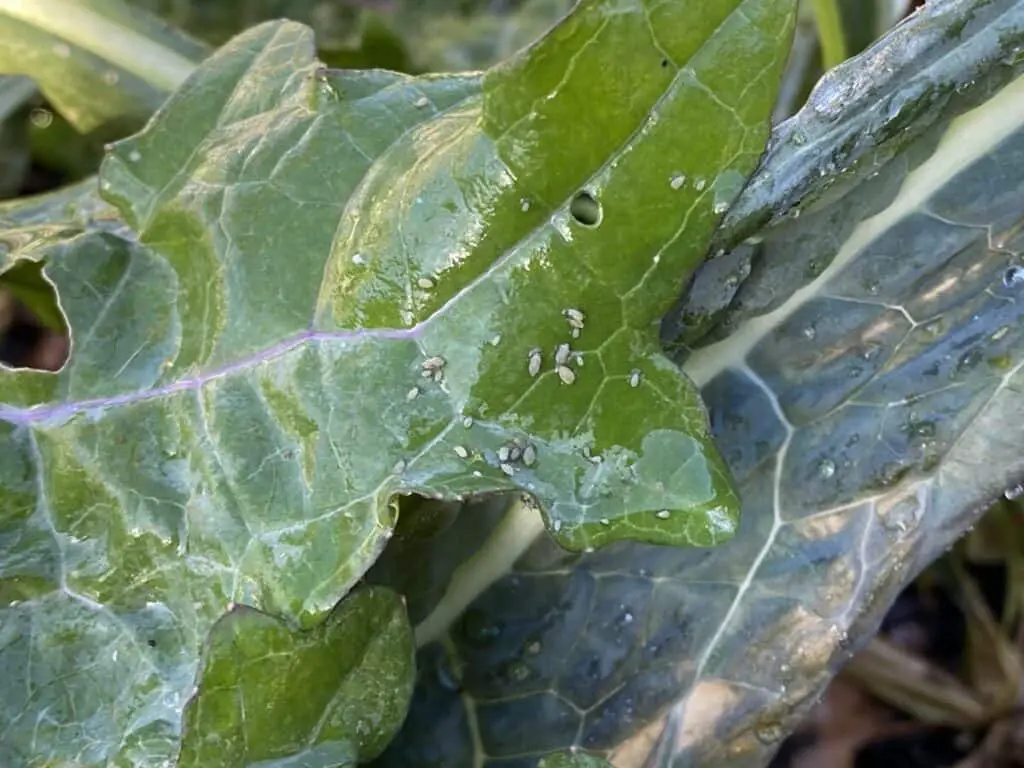 Aphids Still on Plant After Light Water Spray