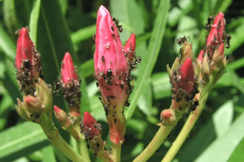 Aphids and Ants on Flower Buds
