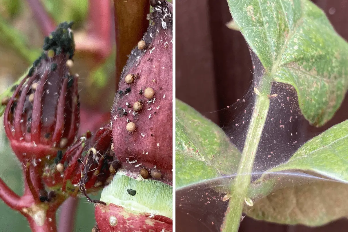 What Bugs Does Neem Oil Repel and Get Rid Of? Backyard Garden Geek