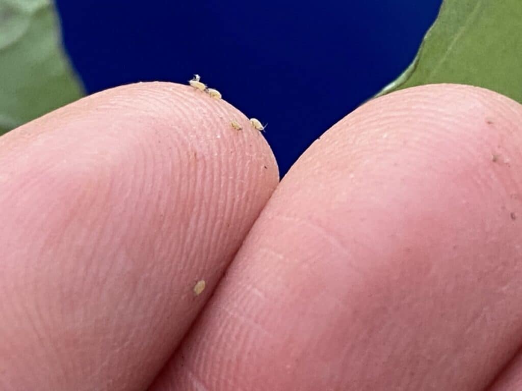 Aphids Crawling on My Fingers