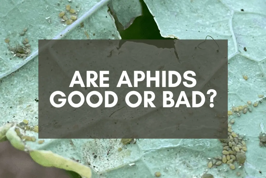 Aphids on Kale