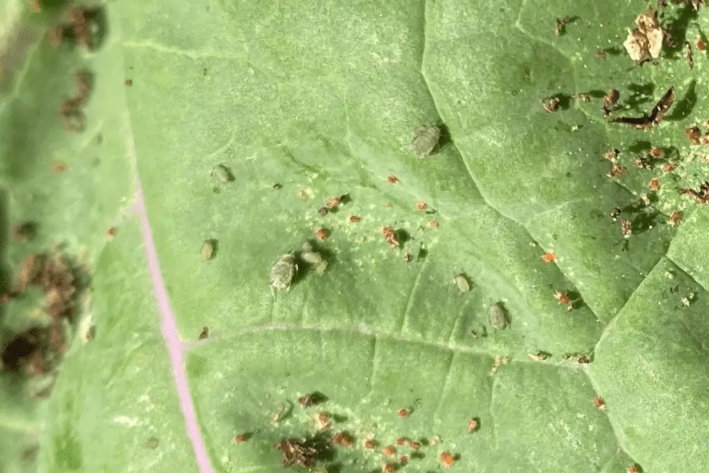 Aphids on Kale, Accompanied by Spider Mites