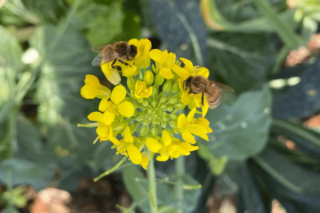 Honeybees on Chive Flowers