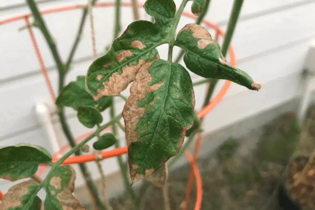Burned Leaves on a Tomato Plant