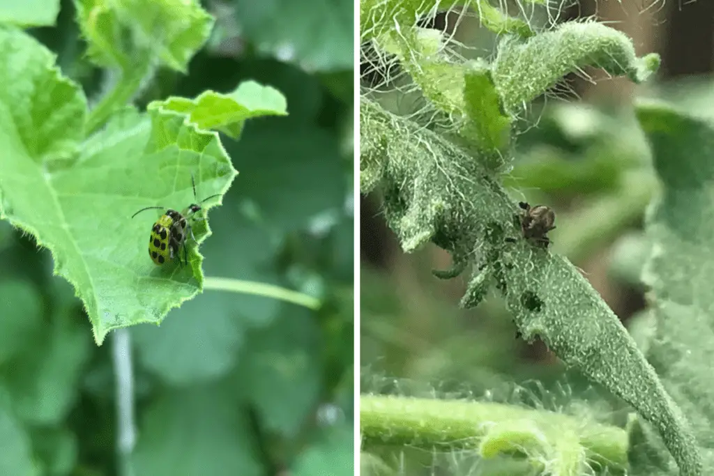 Neem Oil: Moderately Effective Against Cucumber Beetles and Flea Beetles