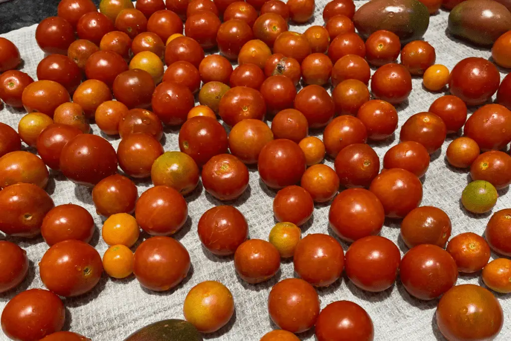 Harvested Tomatoes, Washed and Rinsed Well