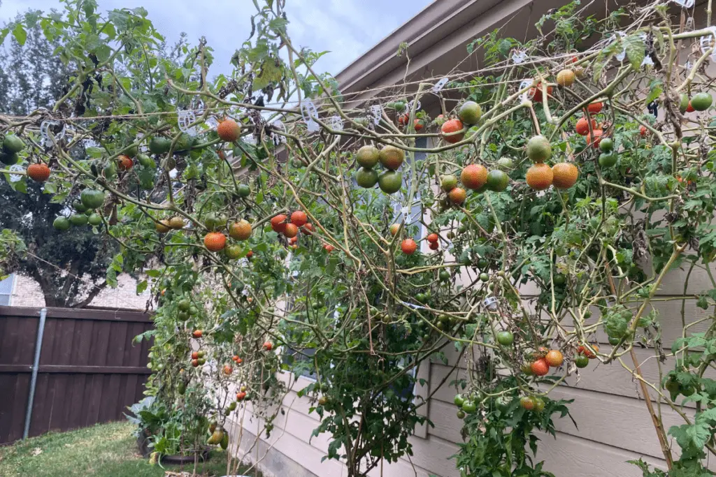 Healthy, Highly Productive Tomato Plants