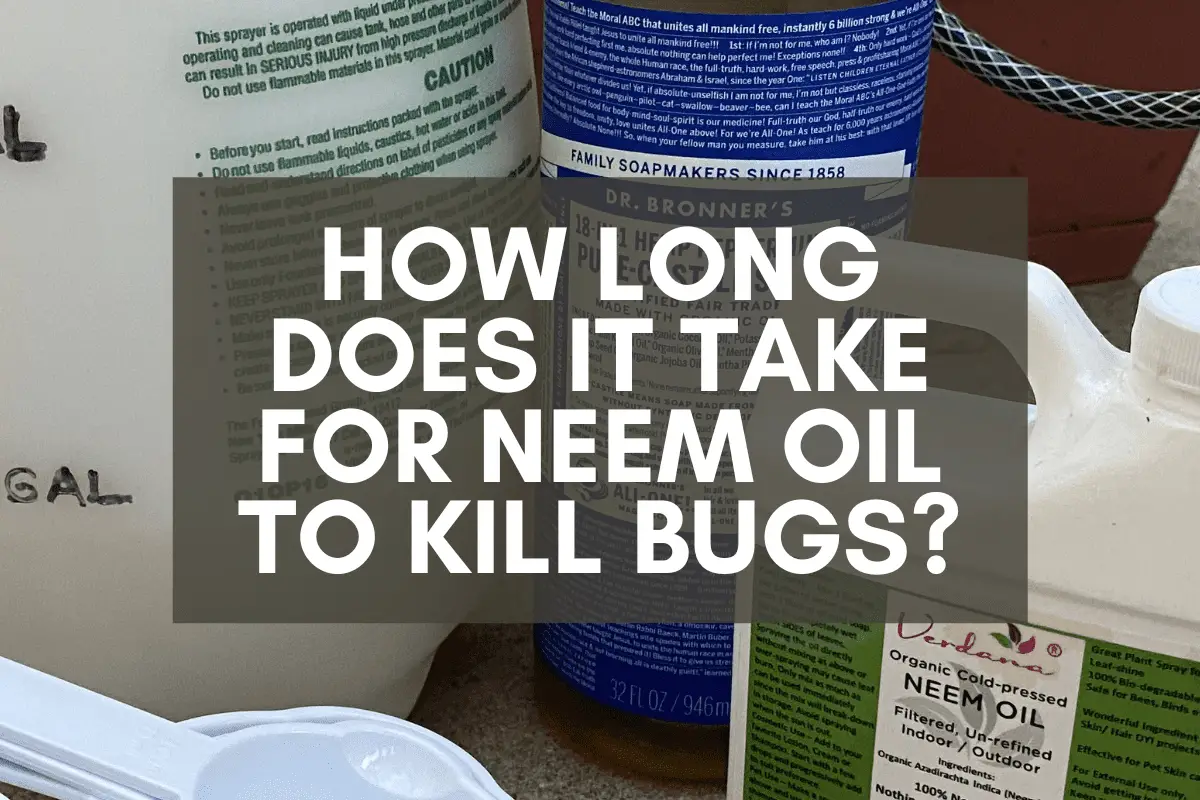 How Long Does It Take for Neem Oil to Kill Bugs