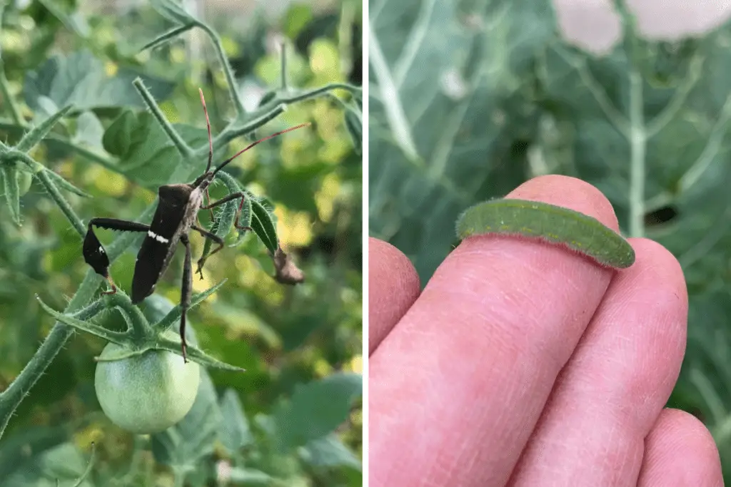 Neem Oil: Rarely Effective Against Leaf-Footed Bugs and Cabbage Worms