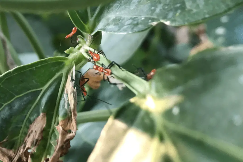 Leaf-Footed Nymphs on Cowpea Plants
