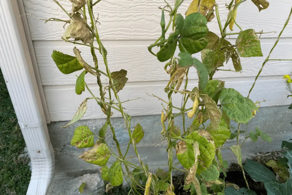 Nearly Dead Green Bean Plants, Overtaken by Spider Mites