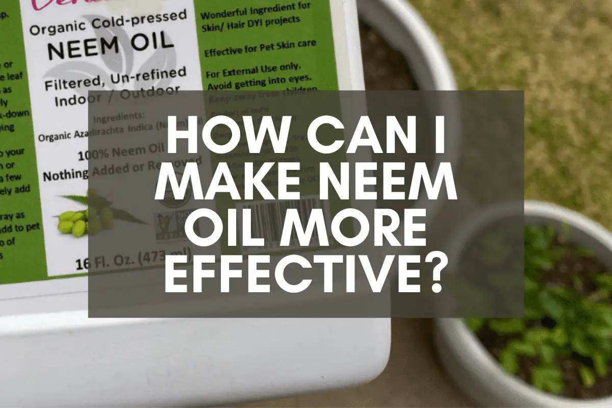 How Can I Make Neem Oil More Effective?