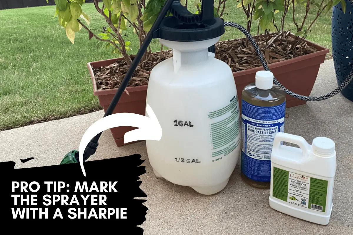 How Can I Make Neem Oil More Effective? My 10Step Process Backyard