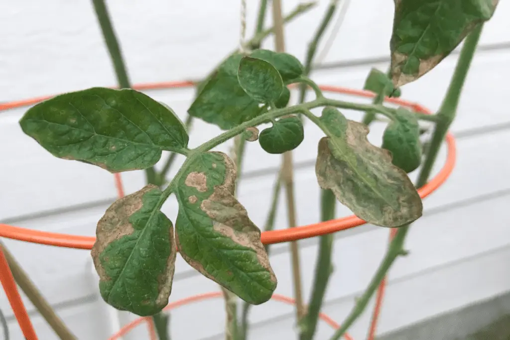 Burned Leaves on a Tomato Plant