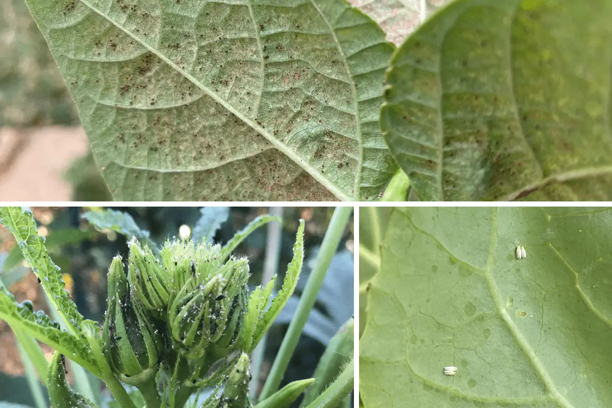 Spider Mites, Aphids, and Whiteflies