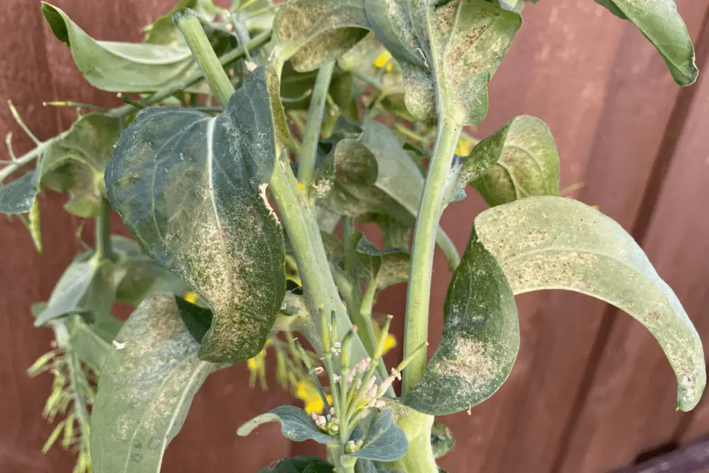 Spider Mites on Bok Choy