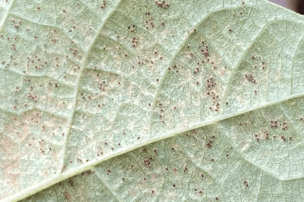 Close-Up of Spider Mites on a Green Bean Plant