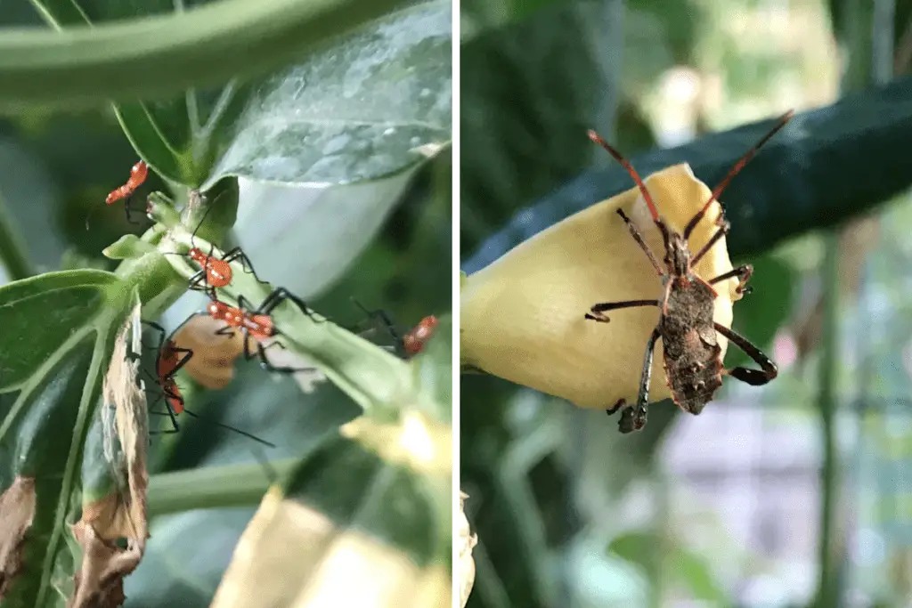 Adult and Nymph Leaf Footed Bugs