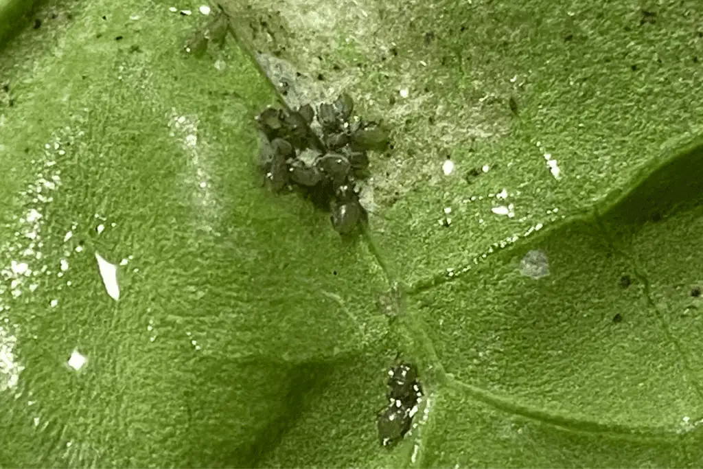 Aphids Coated in Neem Oil Spray