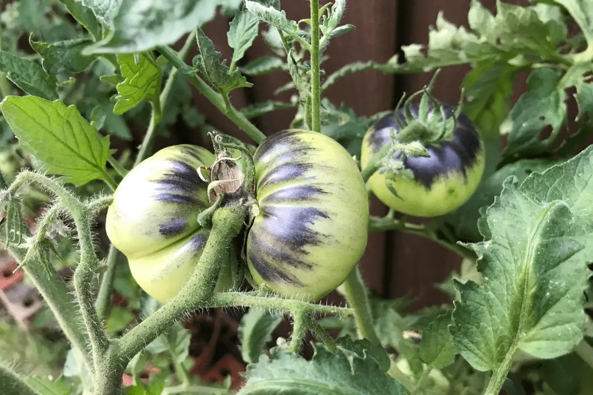 Black Beauty Tomato Plant