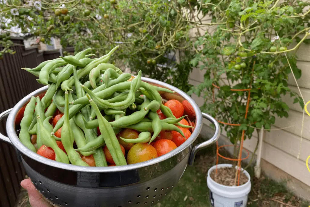 Harvesting Tomatoes and Green Beans from My Backyard