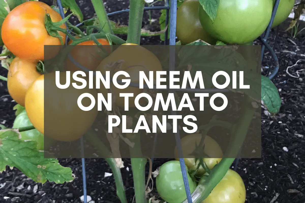 Using Neem Oil on Tomato Plants
