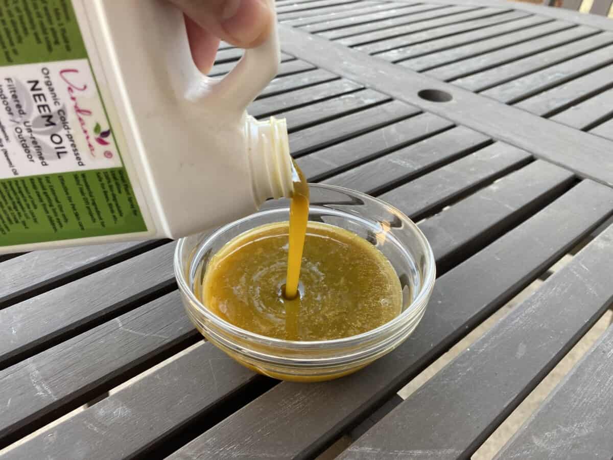 Pouring Neem Oil