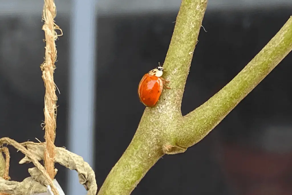 Ladybug on a Spider Mite Infested Tomato Plant
