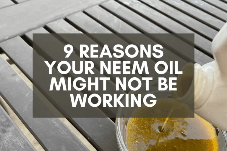 9 Reasons Your Neem Oil Might Not Be Working