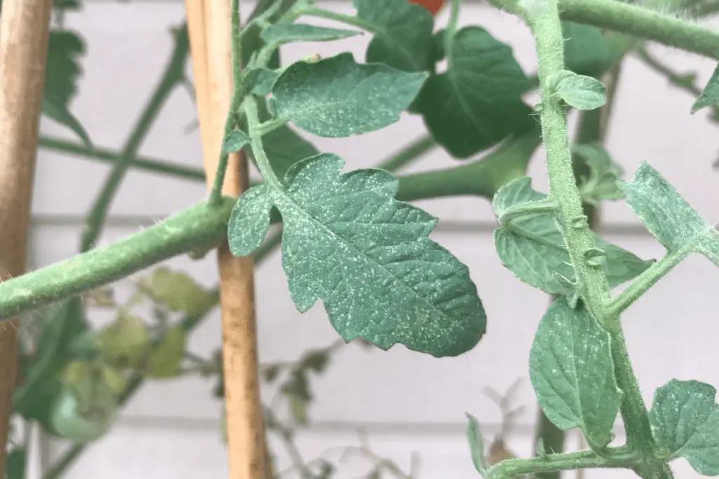 Spider Mite Stippling Effect on Tomato Foliage