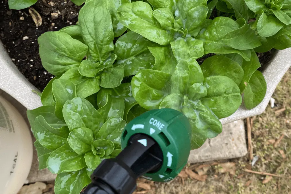 Spraying Spinach with Neem Oil