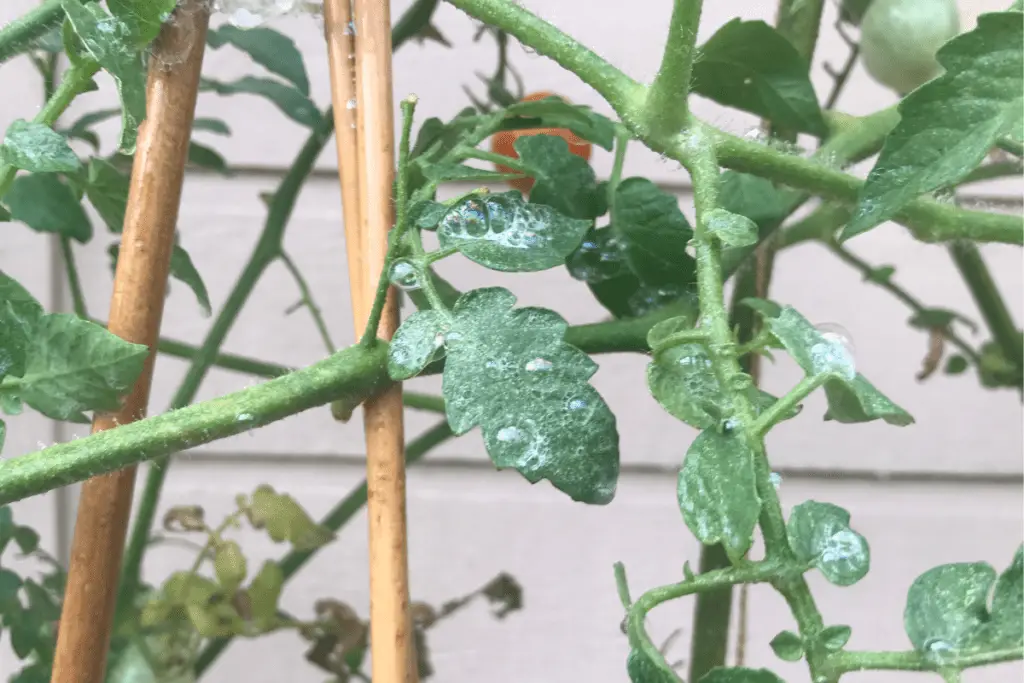 Tomato Plant, Sprayed with Neem Oil Solution at 6:45 PM