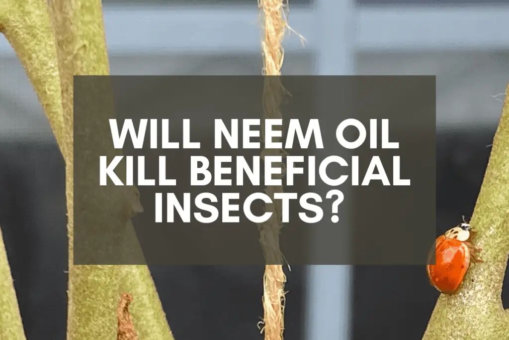 Will Neem Oil Kill Beneficial Insects