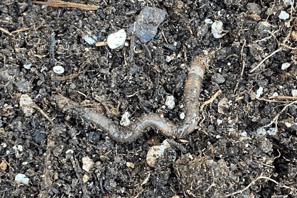 A Close-Up of an Earthworm in My Garden