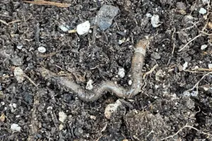 Will Neem Oil Kill Earthworms? Scientists Weigh In – Backyard Garden Geek