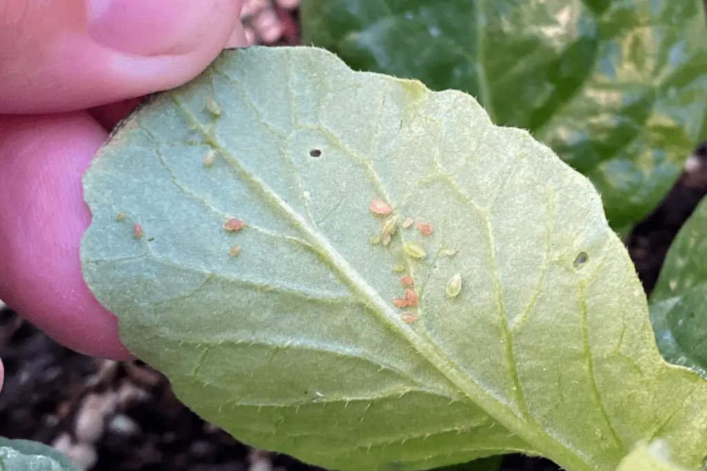 Aphids on Spinach