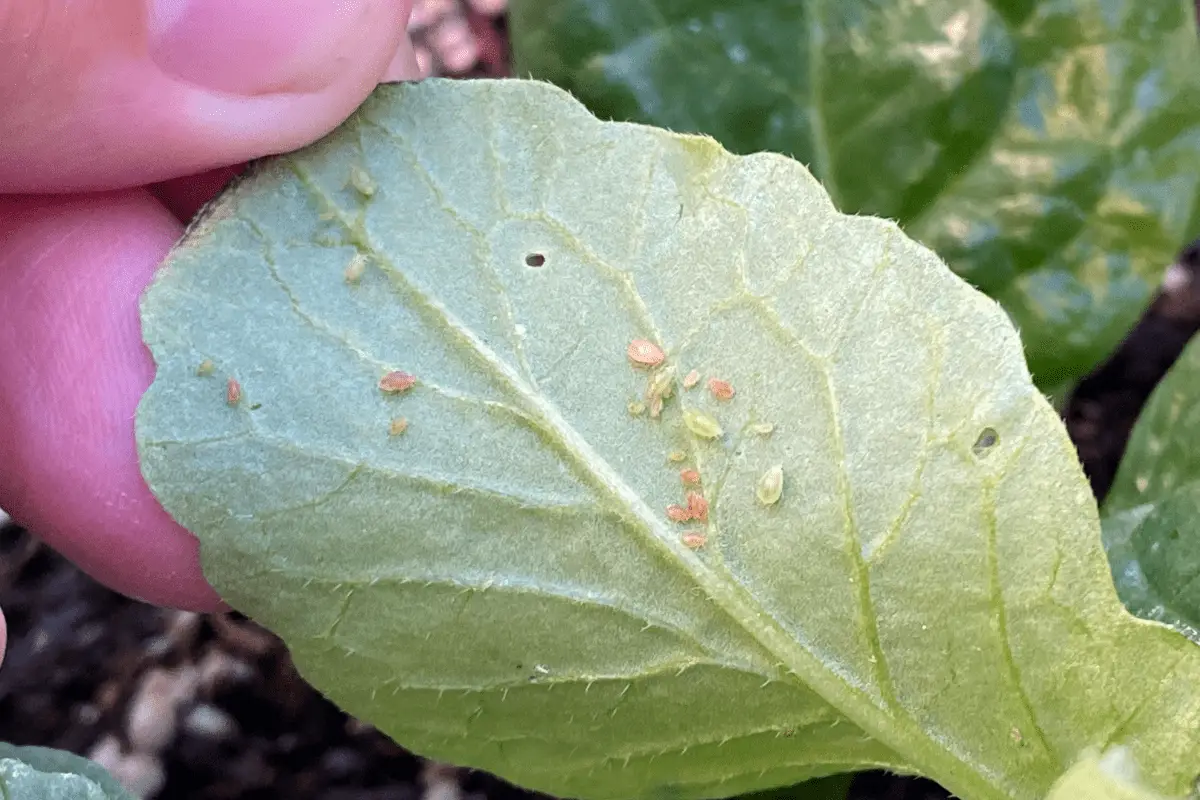 Will Neem Oil Kill Ladybugs? Here’s What You Need to Know Backyard