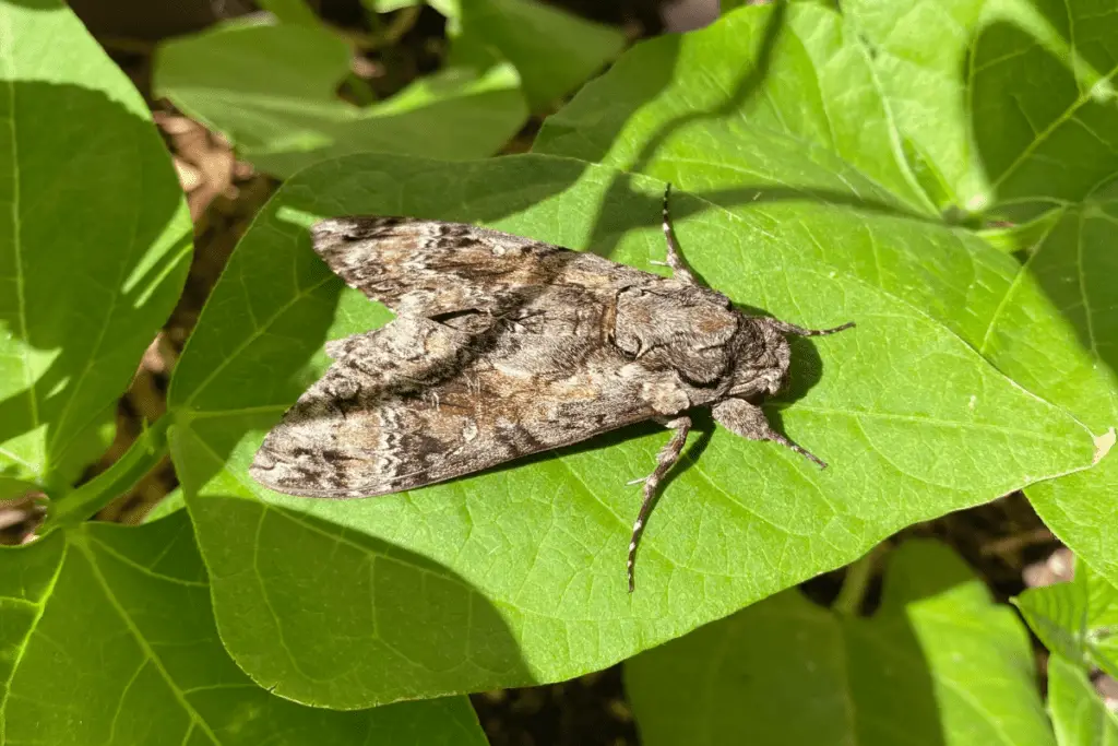 Photo of armyworm adult moth