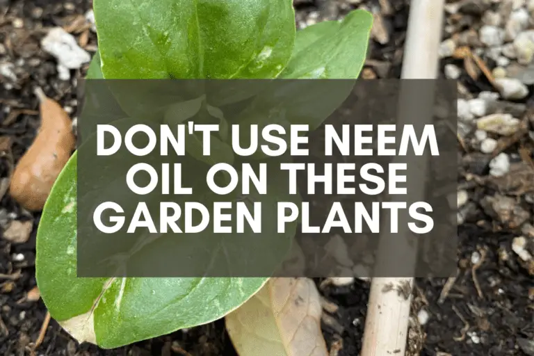 Don’t Use Neem Oil on These Garden Plants