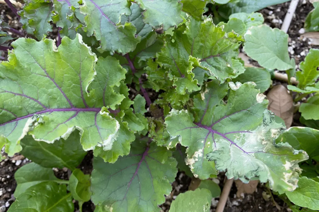 Kale with Neem Oil Burns